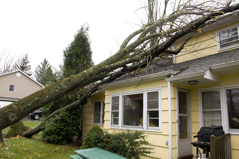 Does Home Insurance Cover Fallen Trees? Erie Mutual Insurance