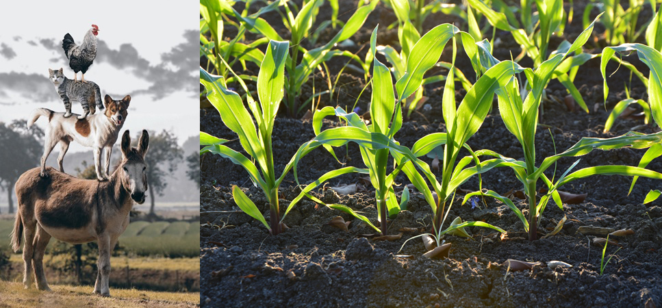 small farm insurance