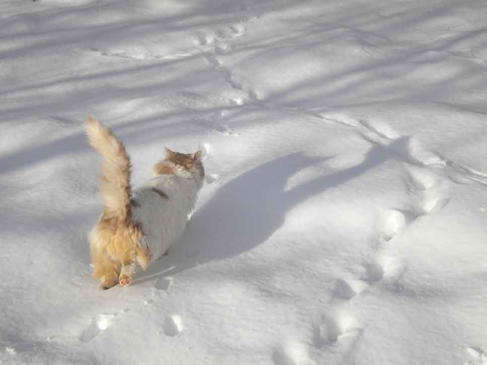 snow and home safety - animals