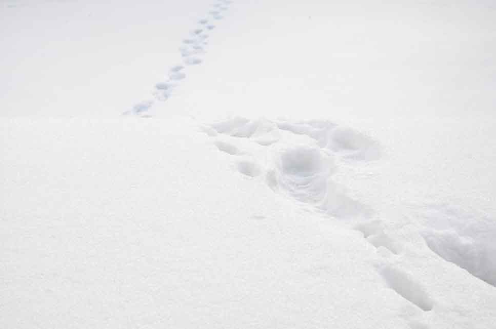 snow and home safety - foot prints