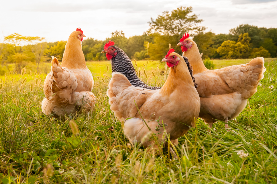 livestock insurance